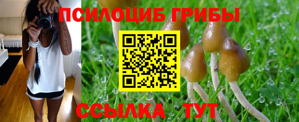 Галлюциногенные грибы Psilocybe Егорьевск